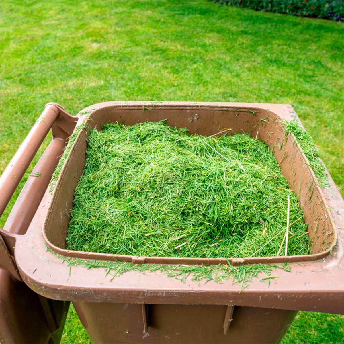 A brown trash bin is filled with freshly cut grass clippings, set against a well-maintained green lawn.