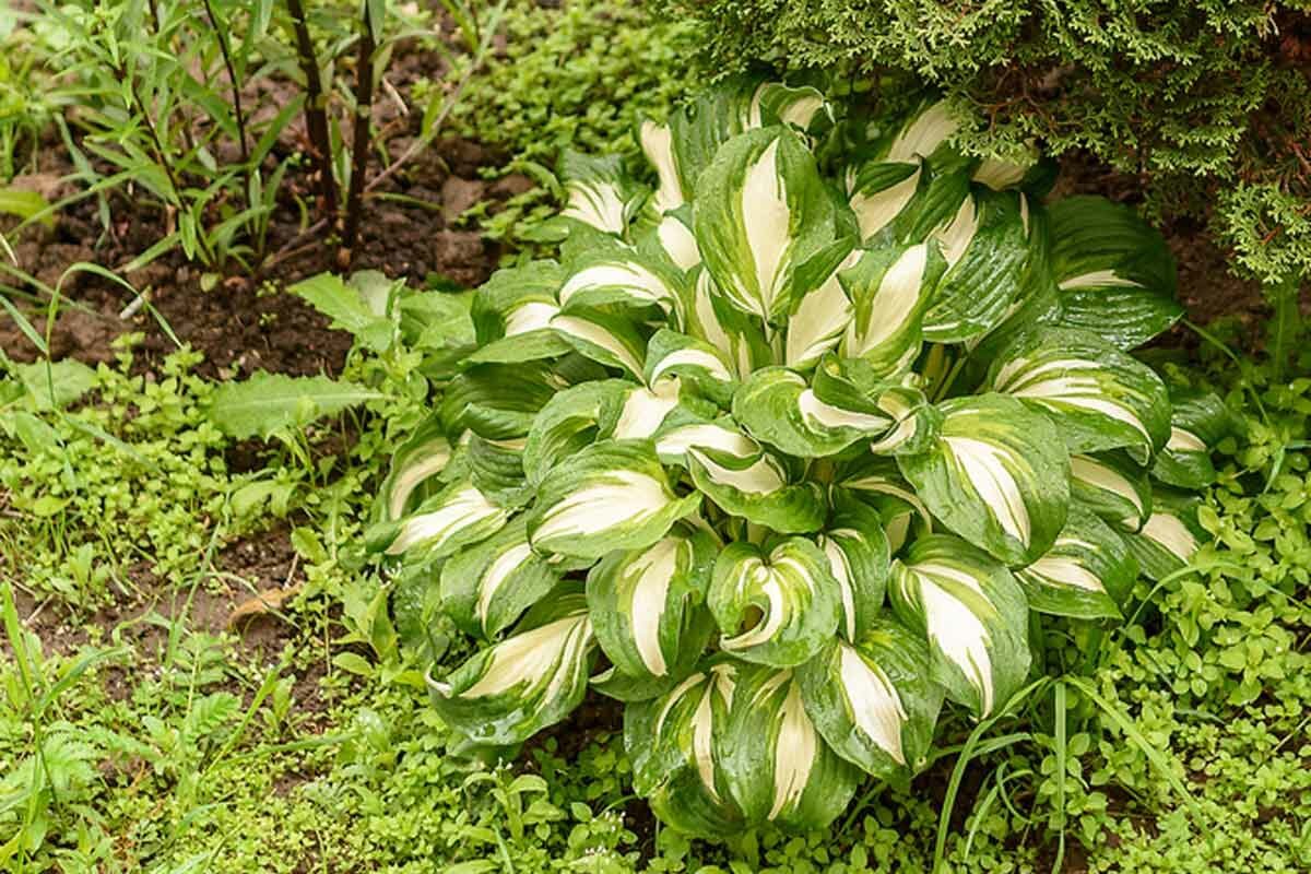 hosta