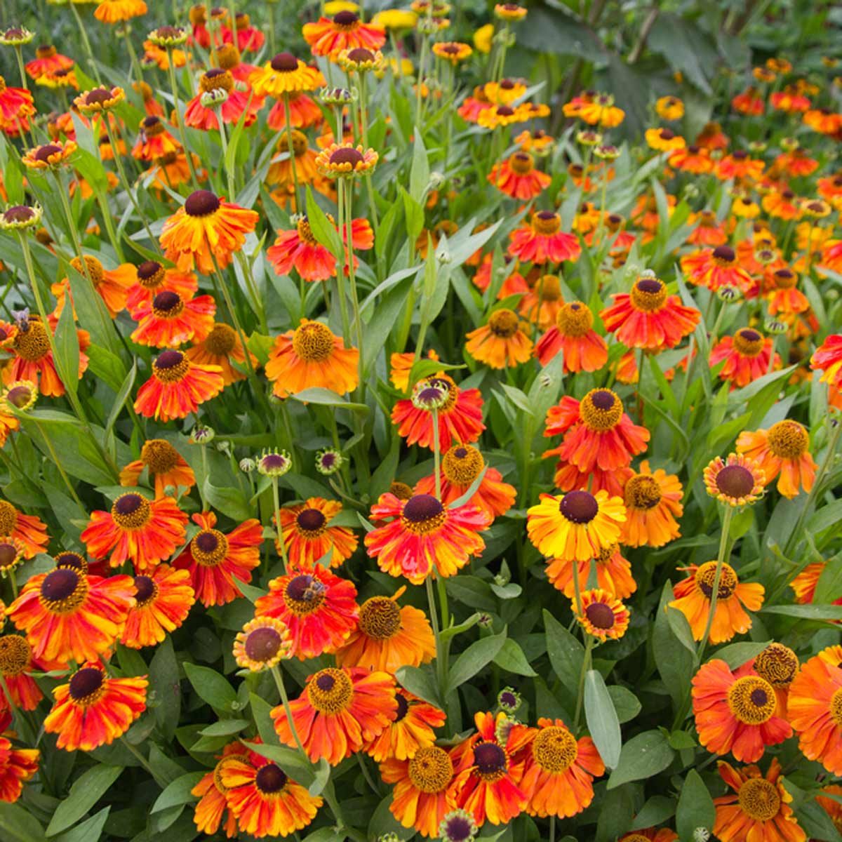 Helenium