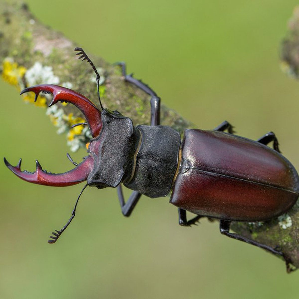 Beetles
