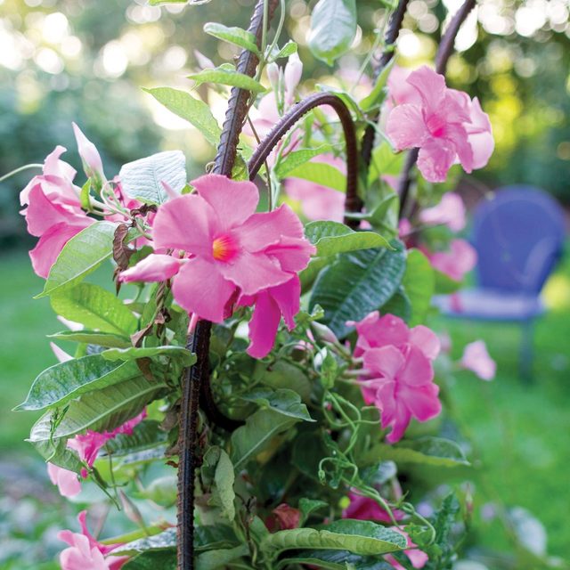 rebar garden arch trellis