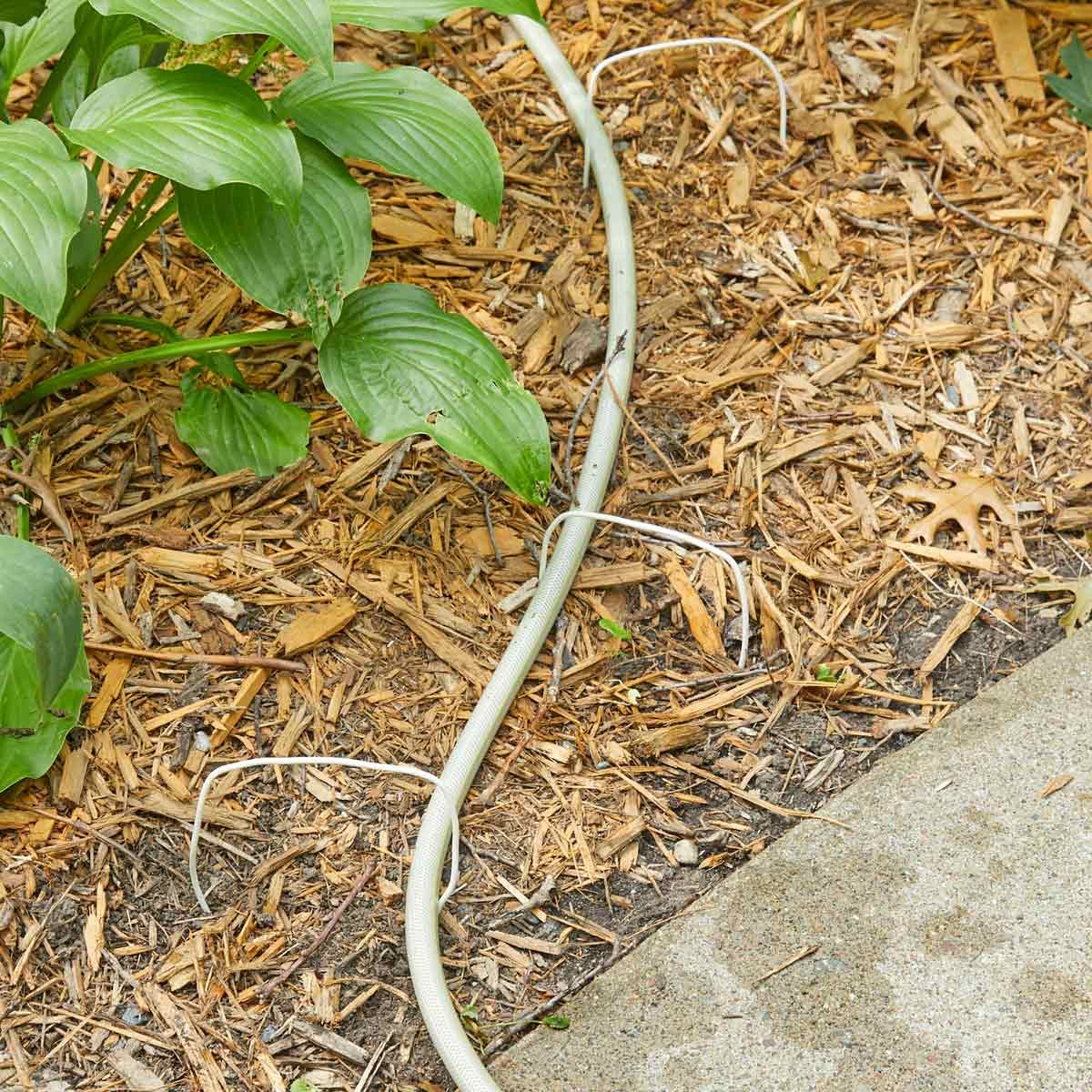A flexible garden hose lies on the ground, curving around hosta leaves among mulch, adjacent to a concrete pathway.