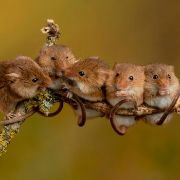 Five small brown rodents sit close together on a twig, appearing to interact in a softly blurred natural setting with warm tones.