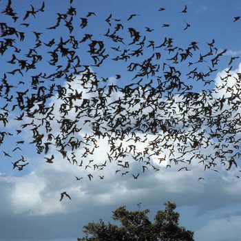 Bats swarm through the sky, flying in various directions against a backdrop of blue sky and scattered clouds, with trees visible below.