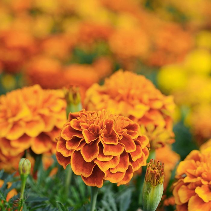 Bright orange marigold flowers bloom vibrantly in a garden, surrounded by soft-focus backgrounds of similar blooms, creating a lively floral scene.