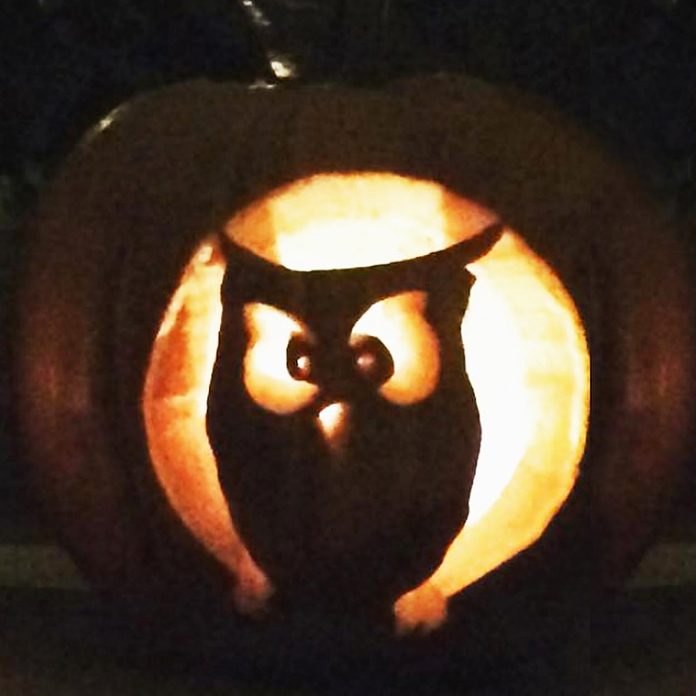 owl hoot halloween pumpkin carving jack o