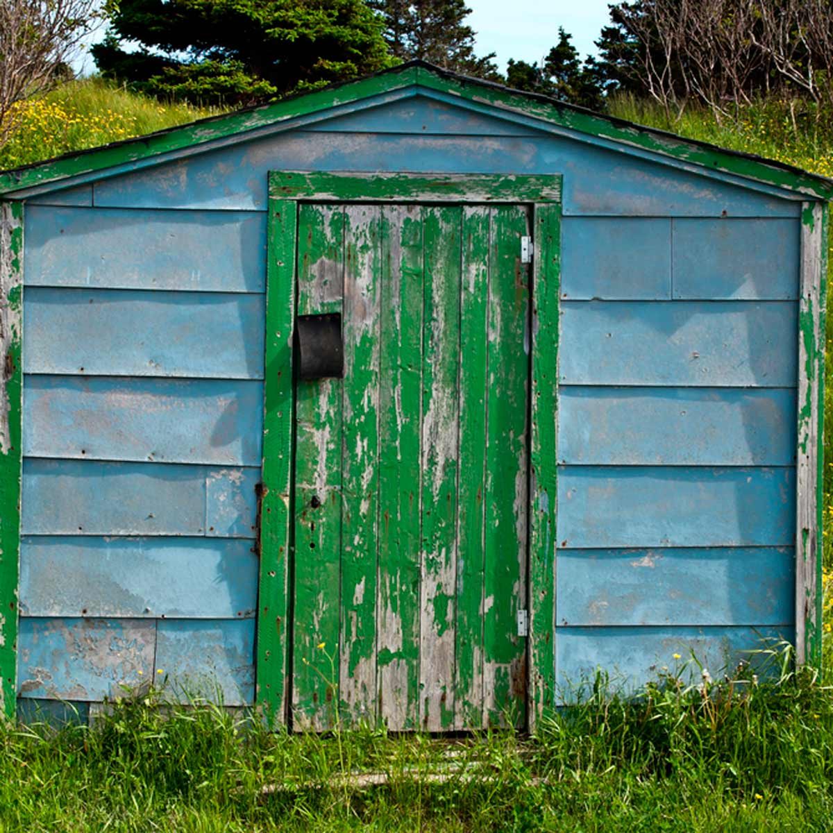 A weathered shed with a green door stands amidst tall grass and wildflowers, set against a backdrop of trees and a clear sky.