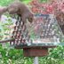 Our 10 Favorite Attempts at Preventing Squirrels from Reaching Bird Feeders