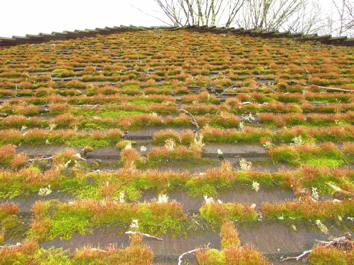 A rooftop covered in green moss and small plants grows along the tiles, while sparse branches and a bare tree are visible above.
