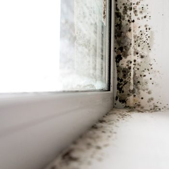 A window's edge shows black mold growing on the wall, indicating moisture issues in a well-lit, indoor environment.