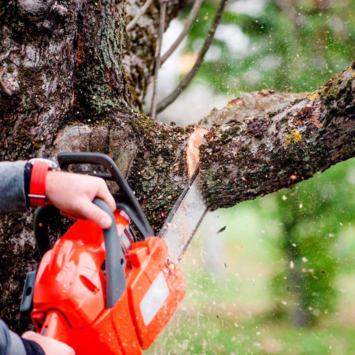A chainsaw cuts through a tree branch, sending wood shavings flying in various directions, set against a blurred green backdrop of trees.