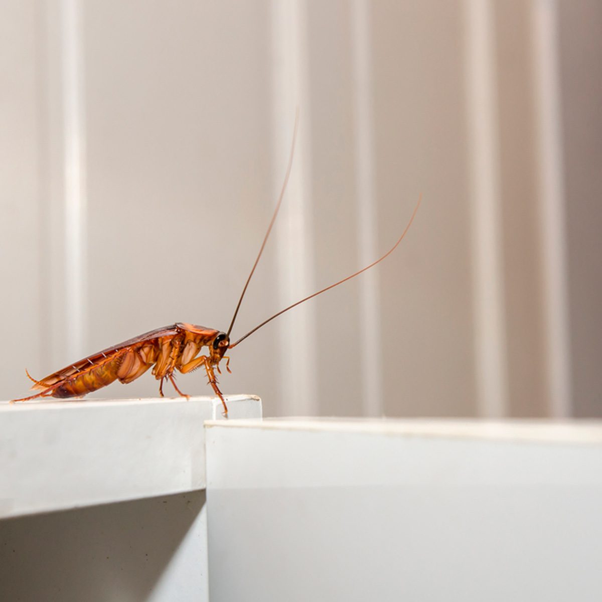 A cockroach is balancing on the edge of a beige surface, with a blurred vertical backdrop suggesting an indoor environment.
