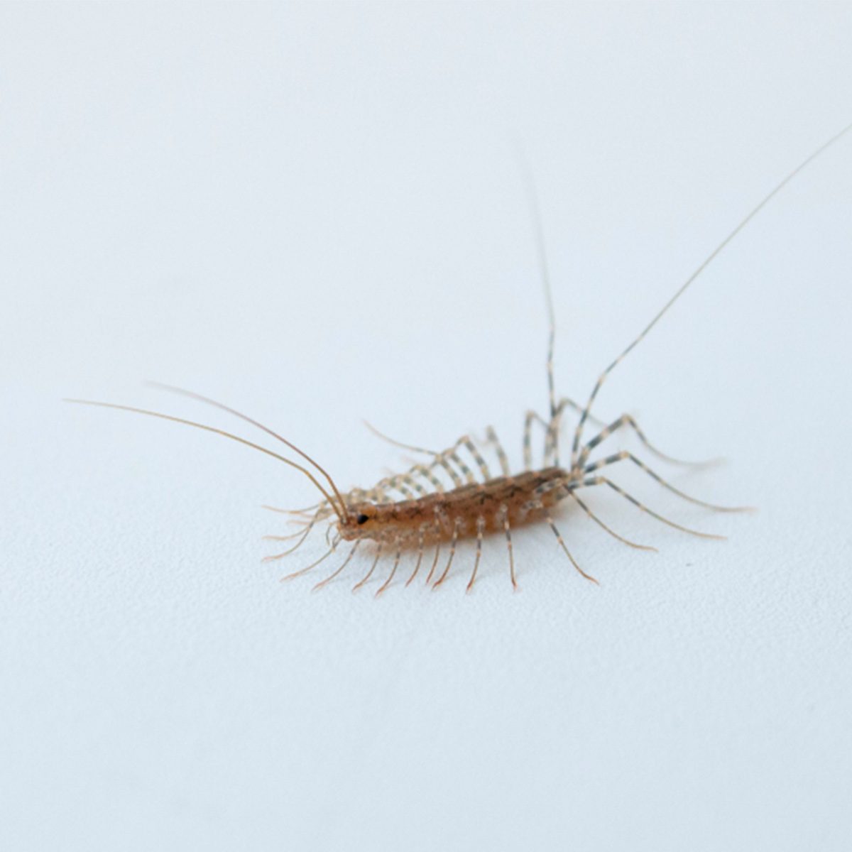 are centipedes poisonous?