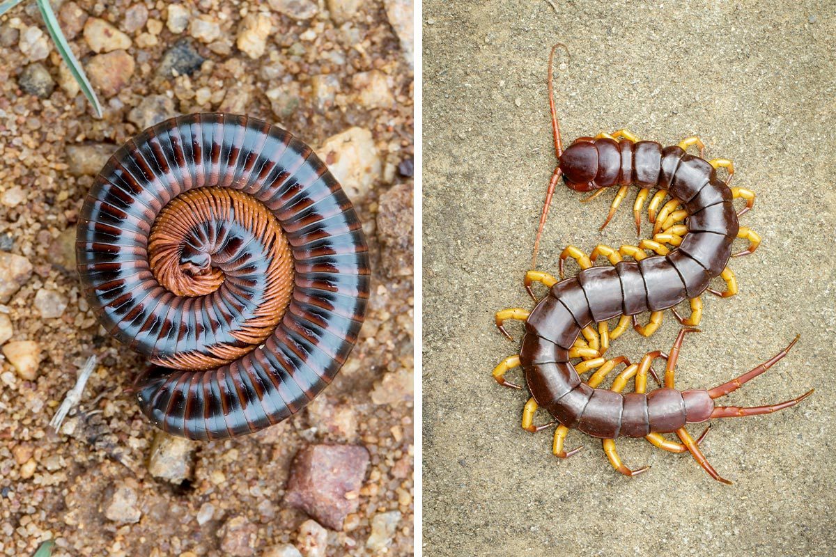 Millipedes Vs Centipedes