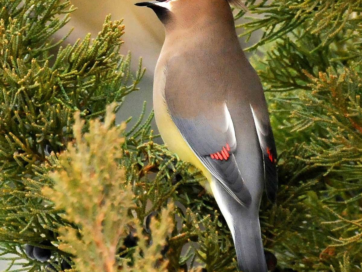 Cedar Waxwing