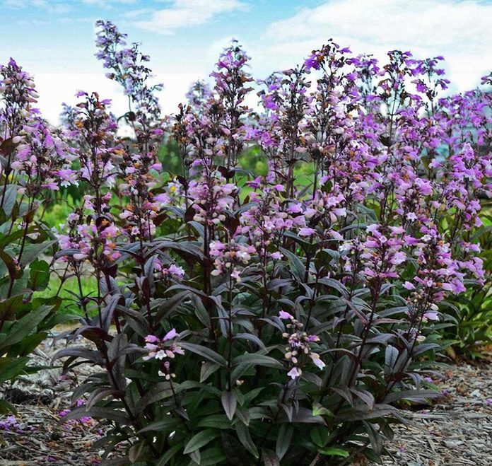 blackbeard penstemon