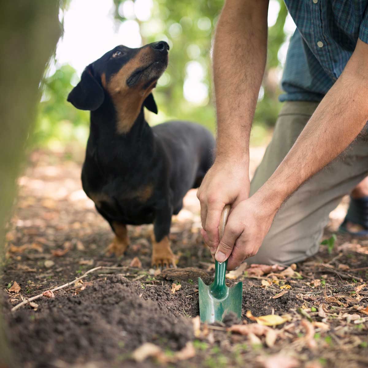 A person kneels, digging the soil with a green shovel, while a black and brown dog observes curiously in a leafy, natural environment.