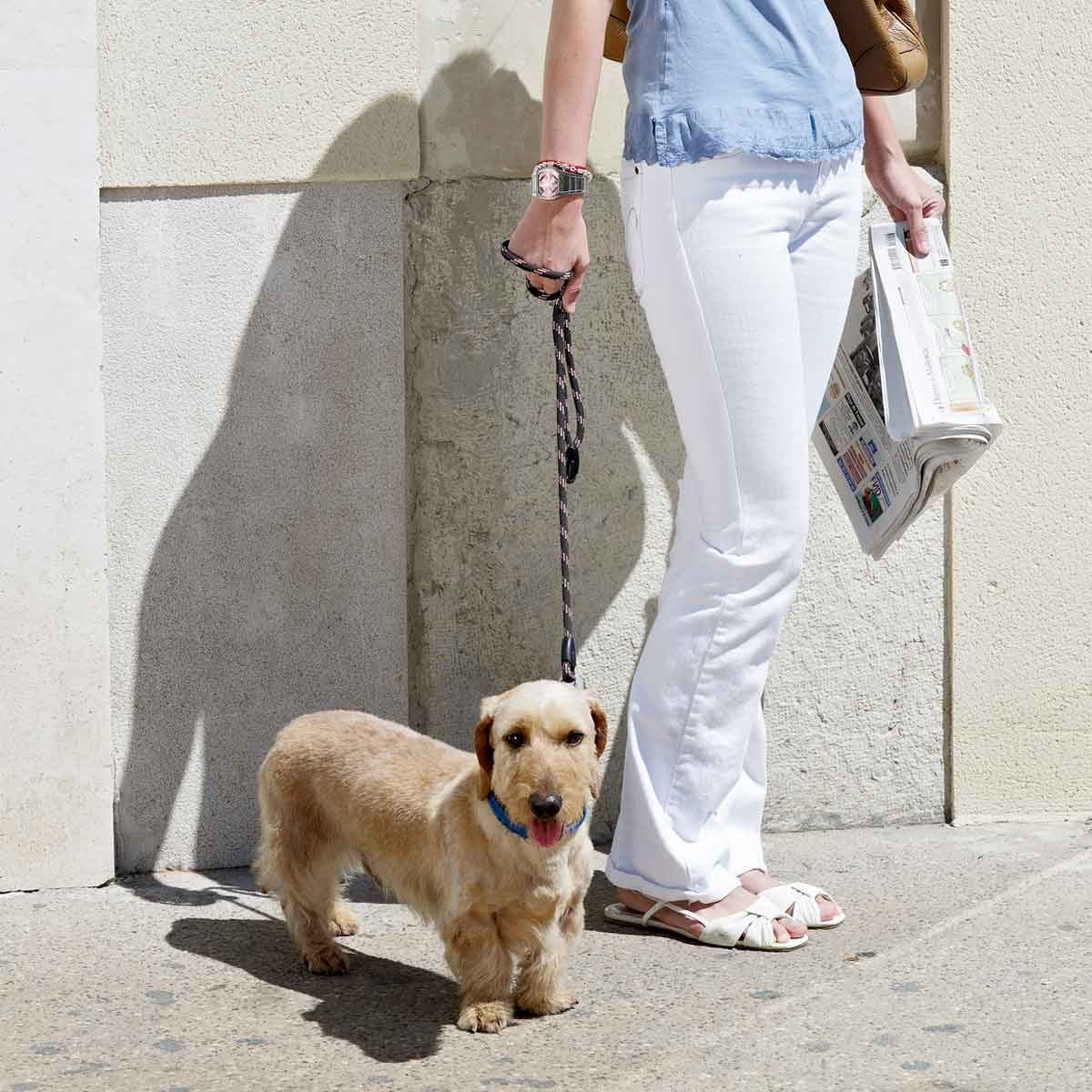 A small dog stands beside a person holding a newspaper, who is casually dressed and walking on a sunlit sidewalk against a light-colored wall.