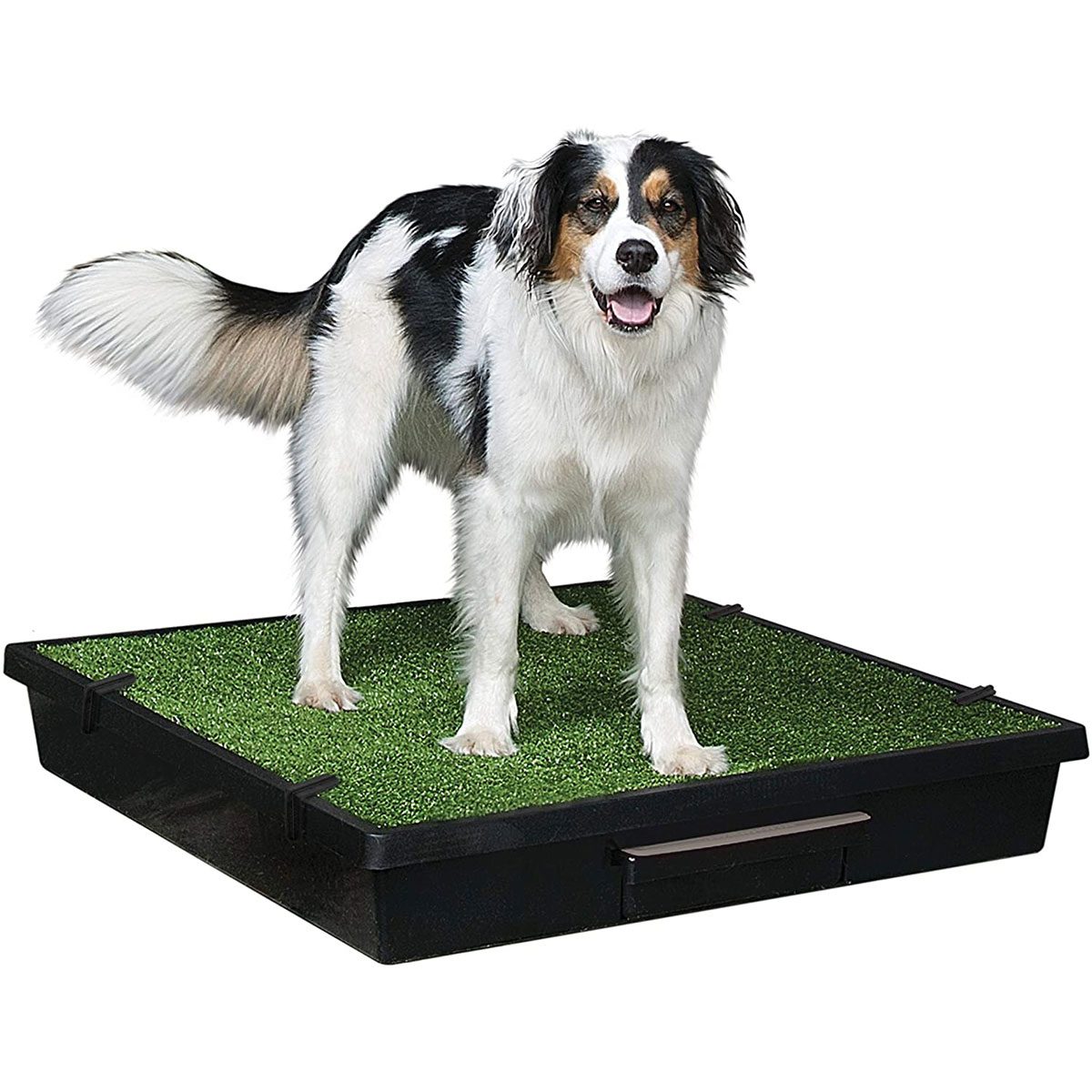 A dog stands happily on a rectangular platform covered in artificial grass, situated in a clean, indoor environment with a light background.