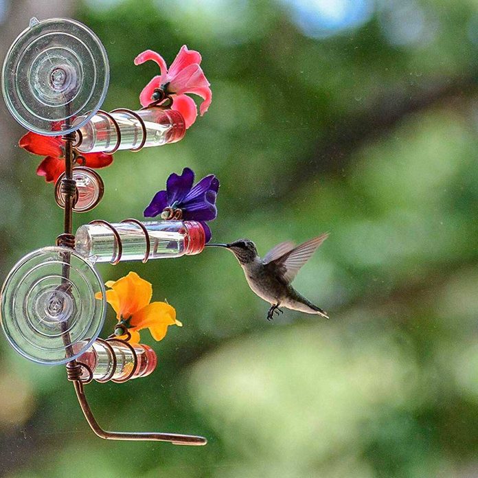 hummingbirds