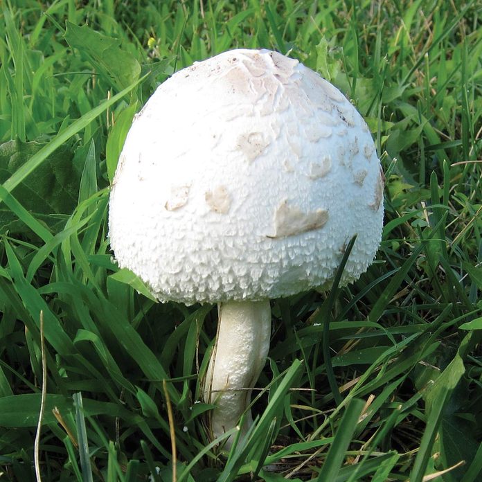 FH11MAR_516_50_R08-1200 lawn problems