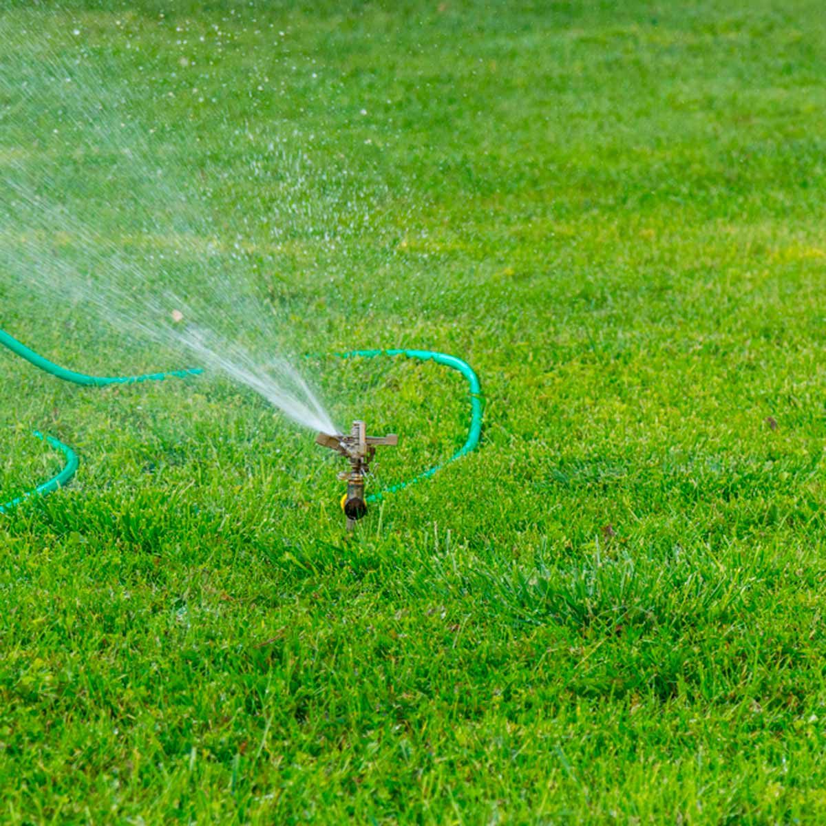A garden sprinkler sprays water onto lush green grass, while a connected hose coils nearby. The environment appears well-maintained and vibrant.