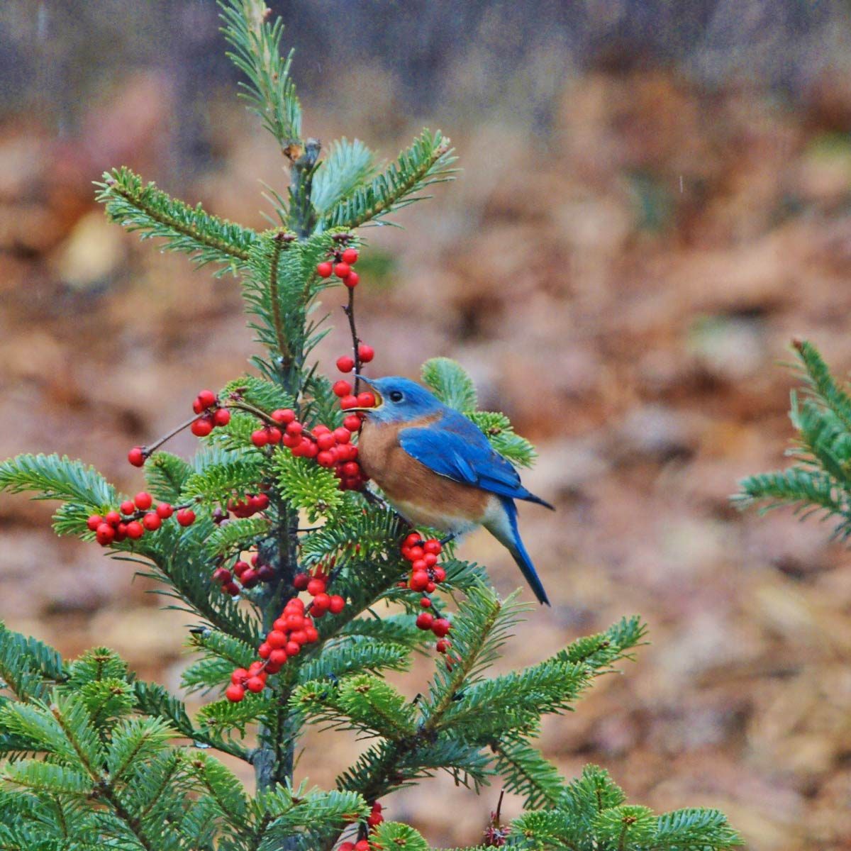 A bluebird perches on a coniferous tree, pecking at bright red berries amidst a blurred background of fallen leaves.