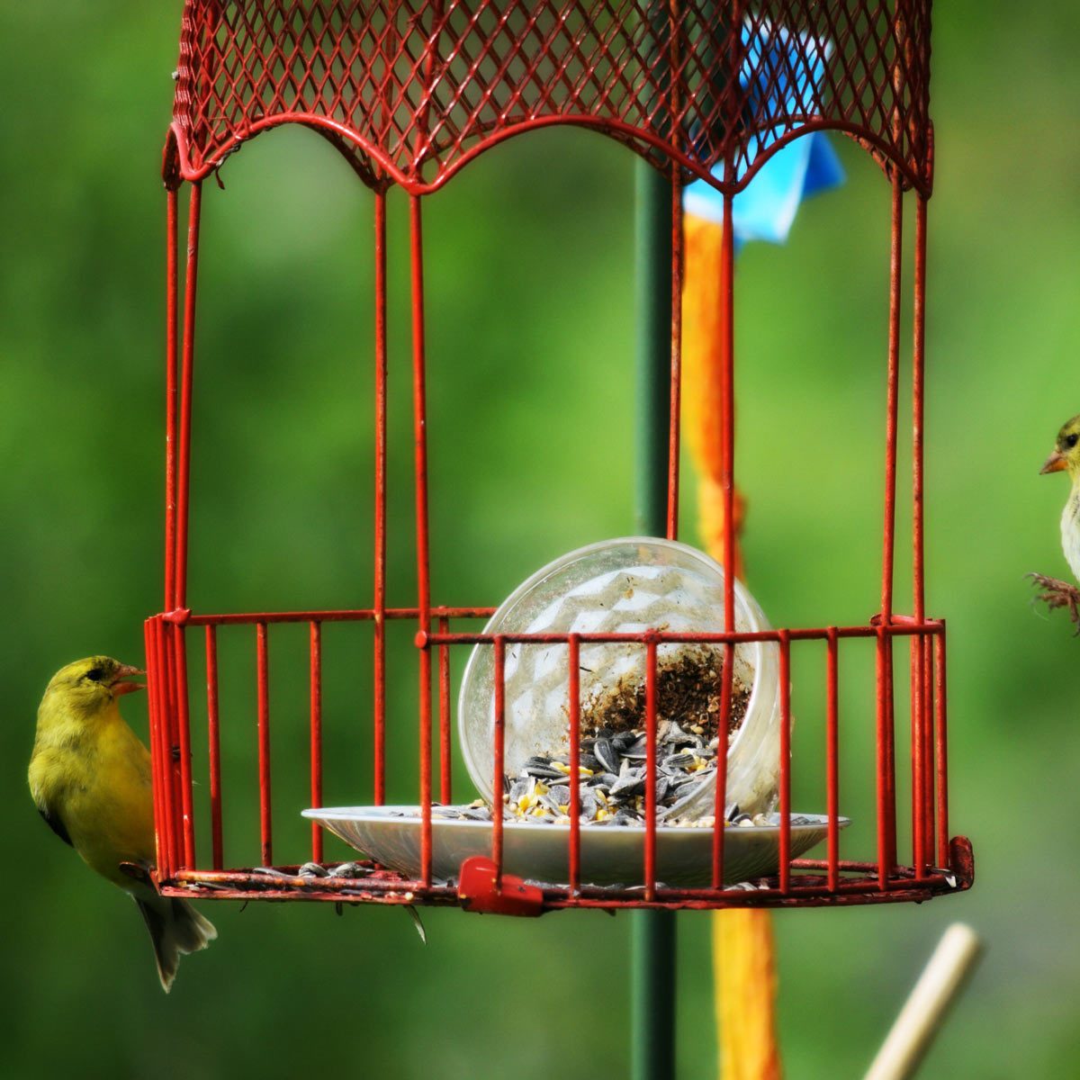 Circus-Cage-Feeder