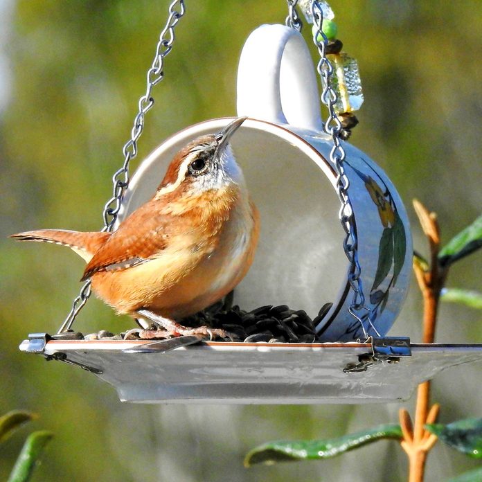 Cup-and-Saucer-Bird-Feeder