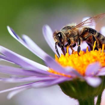 A bee is collecting nectar from the vibrant orange center of a light purple flower, surrounded by a soft green background.