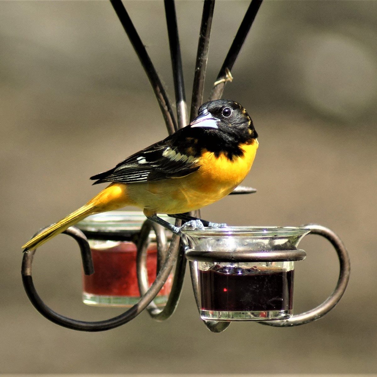 Jelly-Bird-Feeder