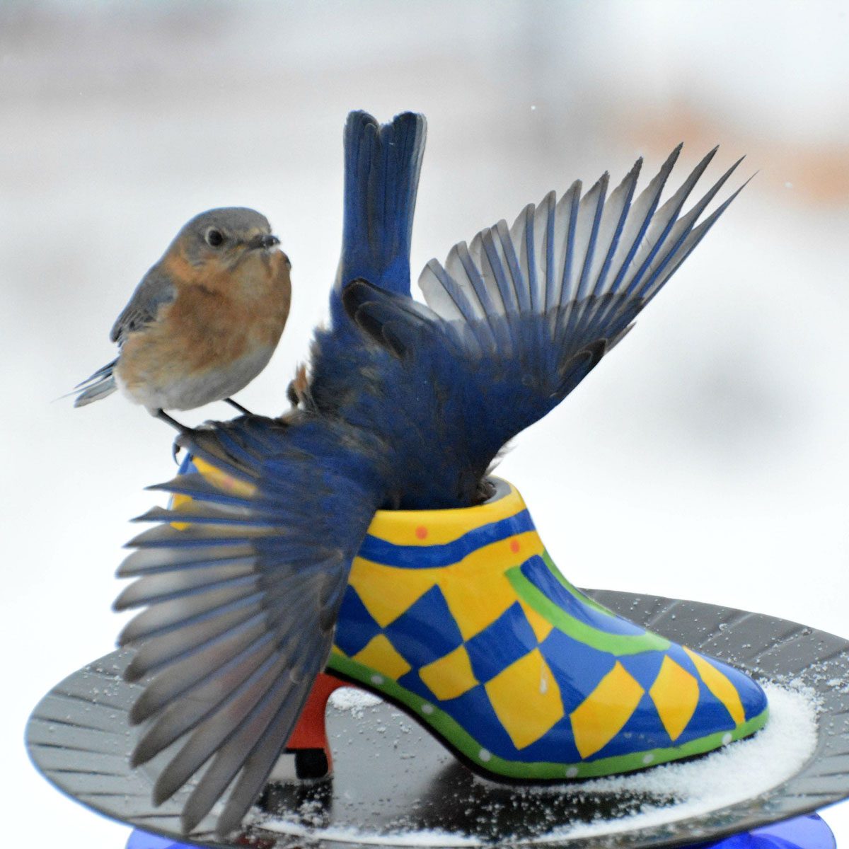 Shoe-Bird-Feeder