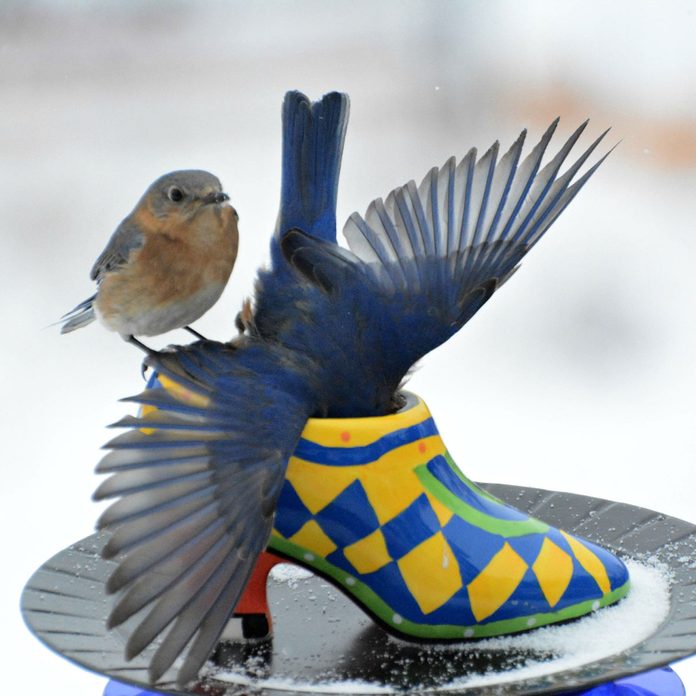 Shoe-Bird-Feeder