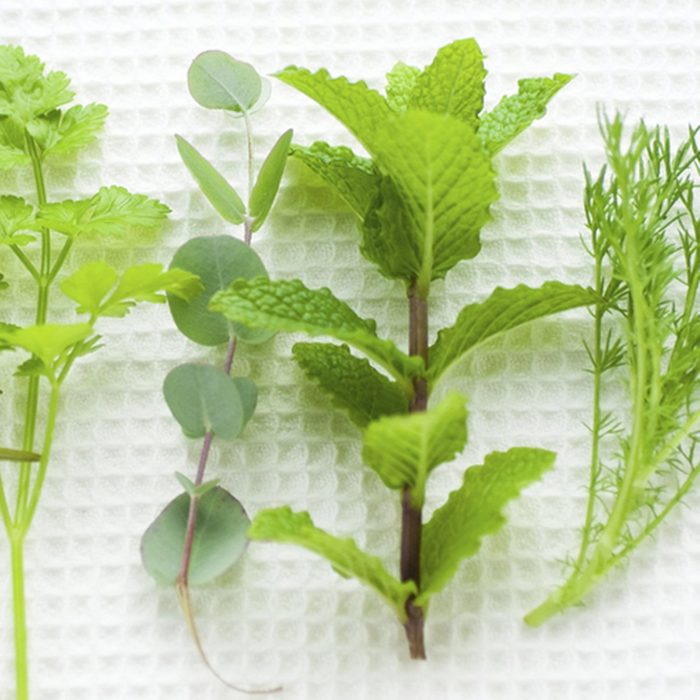 Fresh green herbs are arranged on a textured white surface, showcasing their varied shapes and sizes in a vibrant, natural display.