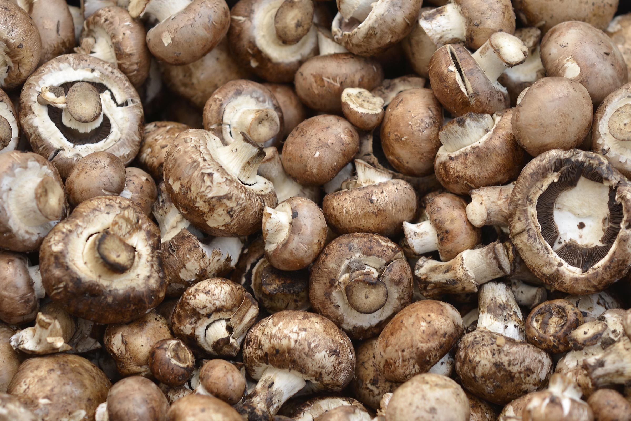 Brown mushrooms are densely packed together, showcasing their rounded caps and white stems, amid a natural, earthy background with some dirt visible on the surfaces.