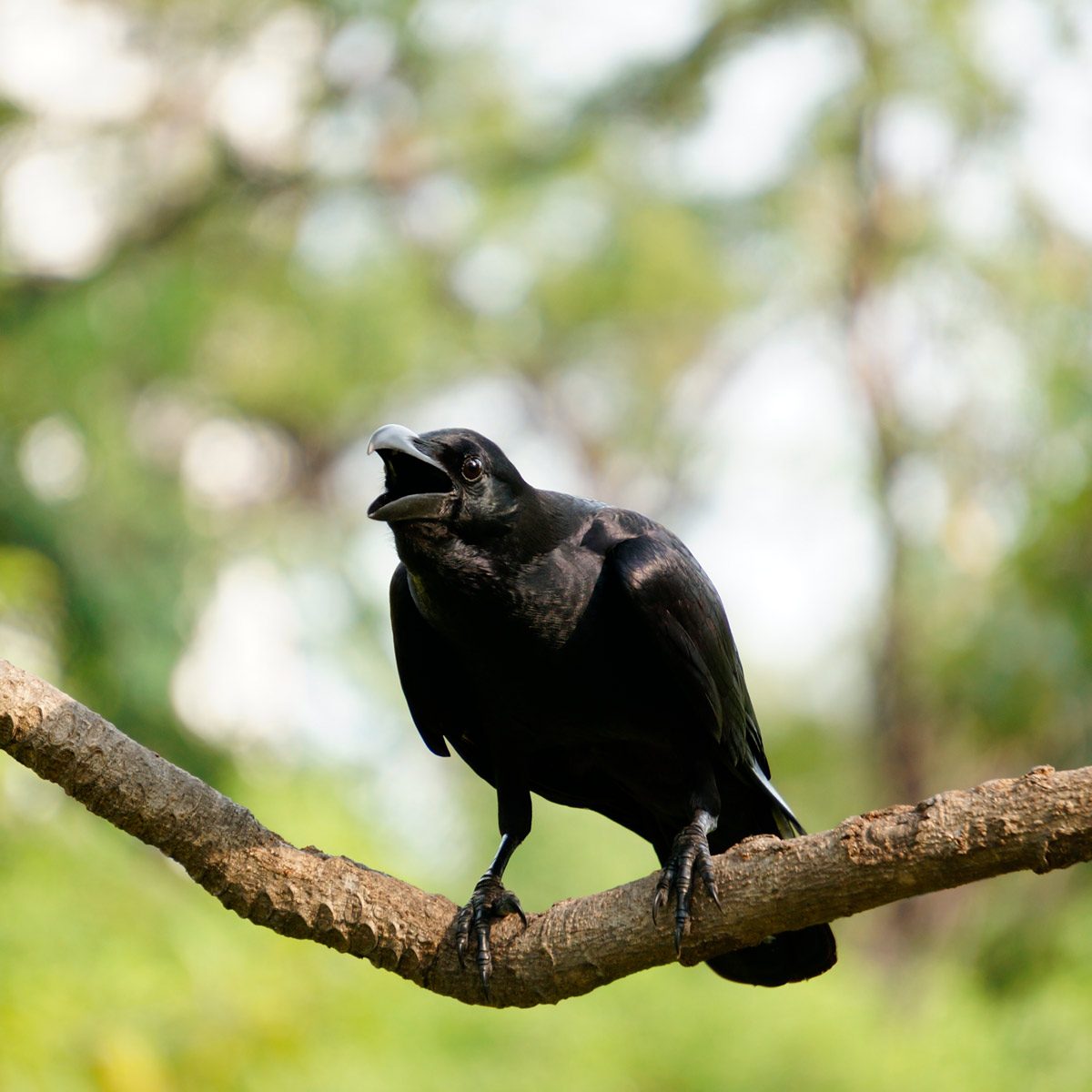 A black bird perches on a branch, vocalizing in a blurred green forest setting, surrounded by soft natural light.