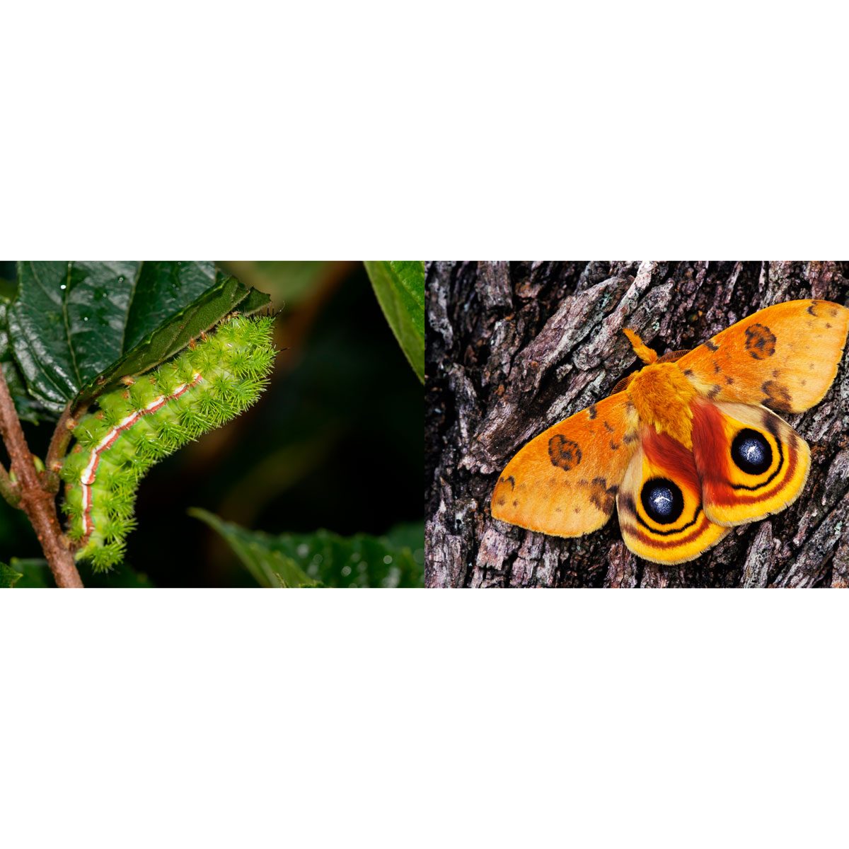 A green caterpillar with spines crawls on a leaf, while an orange and black moth rests on rough, textured bark nearby.