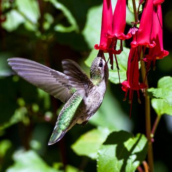 A hummingbird hovers near vibrant red flowers, extracting nectar amidst lush green foliage, illuminated by sunlight.