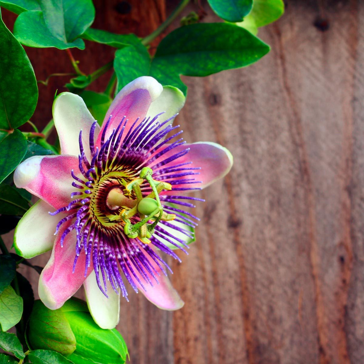 Passiflora
