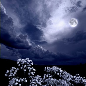 White flowers bloom in the foreground under a dark, cloudy sky illuminated by a bright full moon, creating a serene nighttime scene.