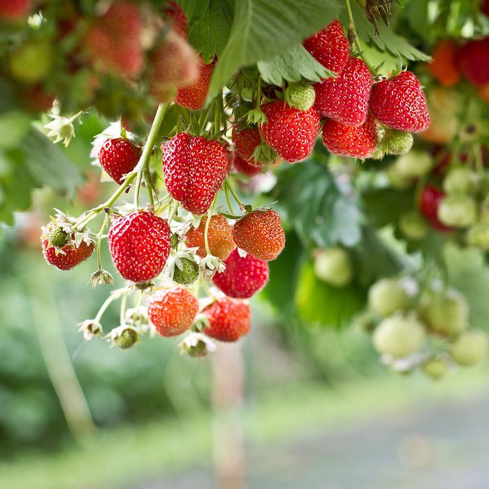 Ripe strawberries hang from green foliage, showcasing bright red and some unripe green fruit in a lush, garden-like setting.