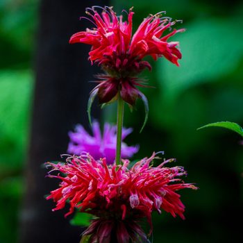 Vibrant red flowers bloom atop a green stem, their striking petals reaching outward, surrounded by lush foliage and a hint of purple in the background.