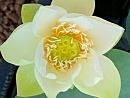 A pale yellow lotus flower blooms, its petals open wide, revealing a central cluster of yellow stamens, surrounded by green leaves.