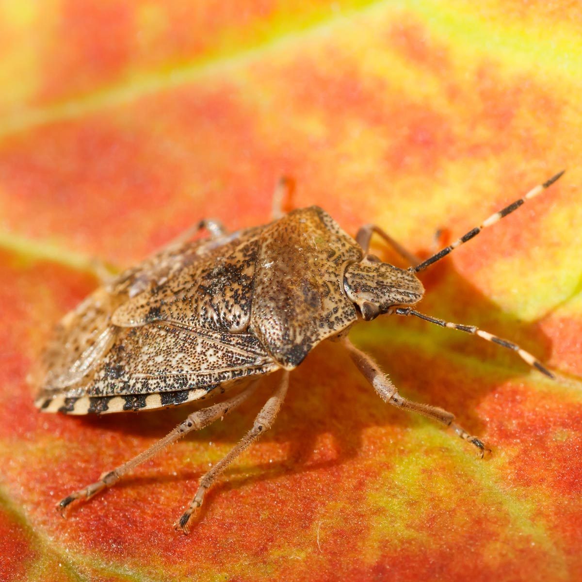 How to Get Rid of Stink Bugs in Your Garden Without Chemicals