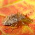 How to Get Rid of Stink Bugs in Your Garden Without Chemicals
