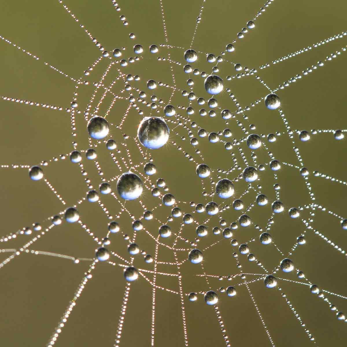 A spider web glistens with numerous water droplets, shimmering against a softly blurred green background, capturing light and enhancing the web's intricate structure.