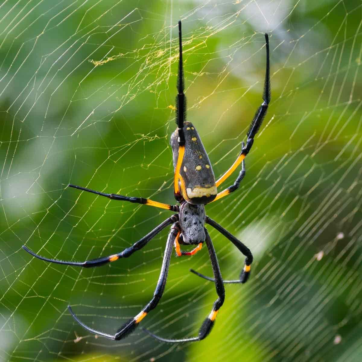 A spider hangs from its web, actively weaving silk strands, surrounded by lush green foliage that blurs softly in the background.