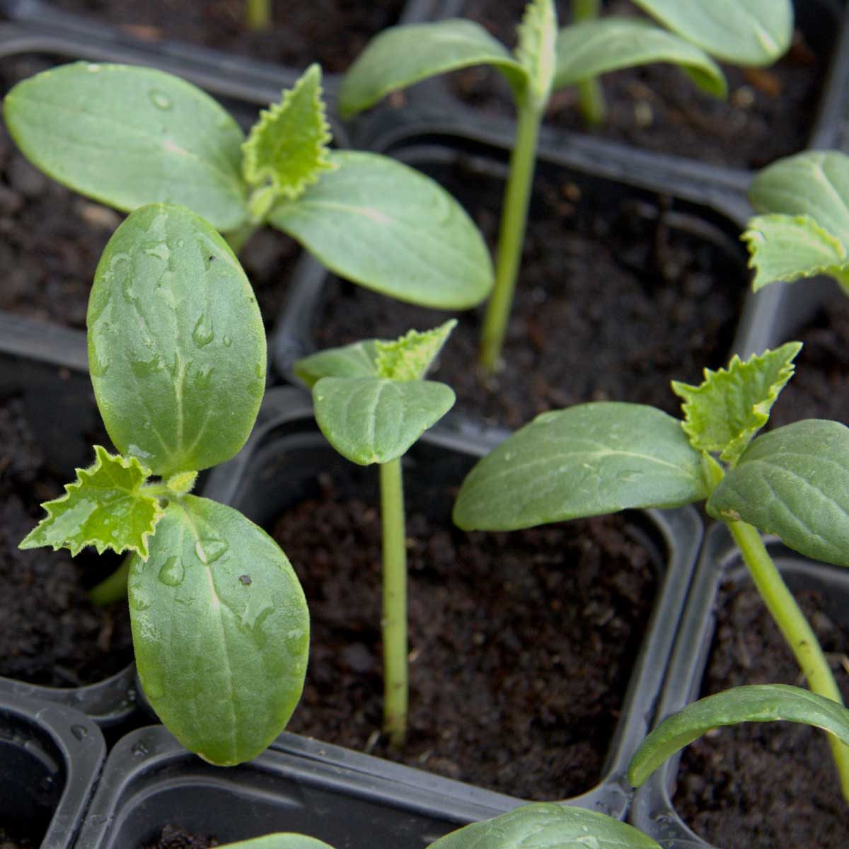 cucumber seedling