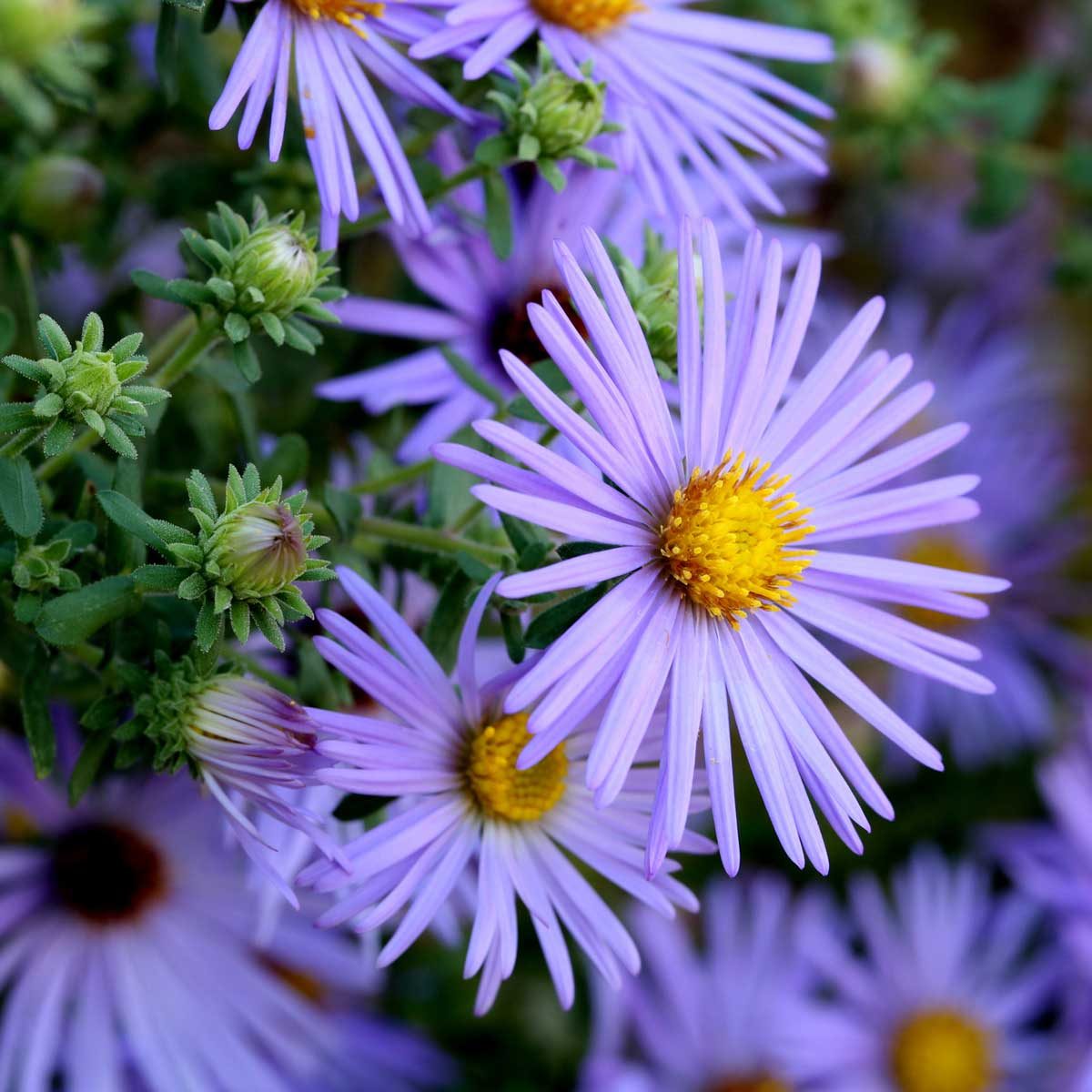 Aster