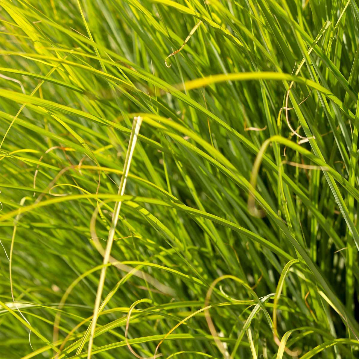 Prairie Dropseed